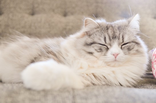 ソファーに寝そべる猫
